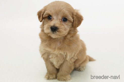 成約済の神奈川県のマルプー:マルチーズ×トイプードル-376867